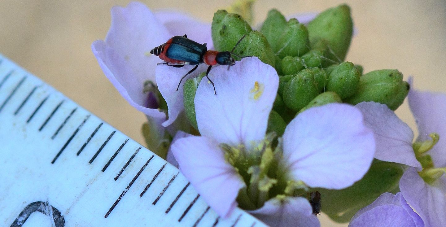 Malachiidae: Axinotarsus sp. e Clanoptilus spinipennis, femmine