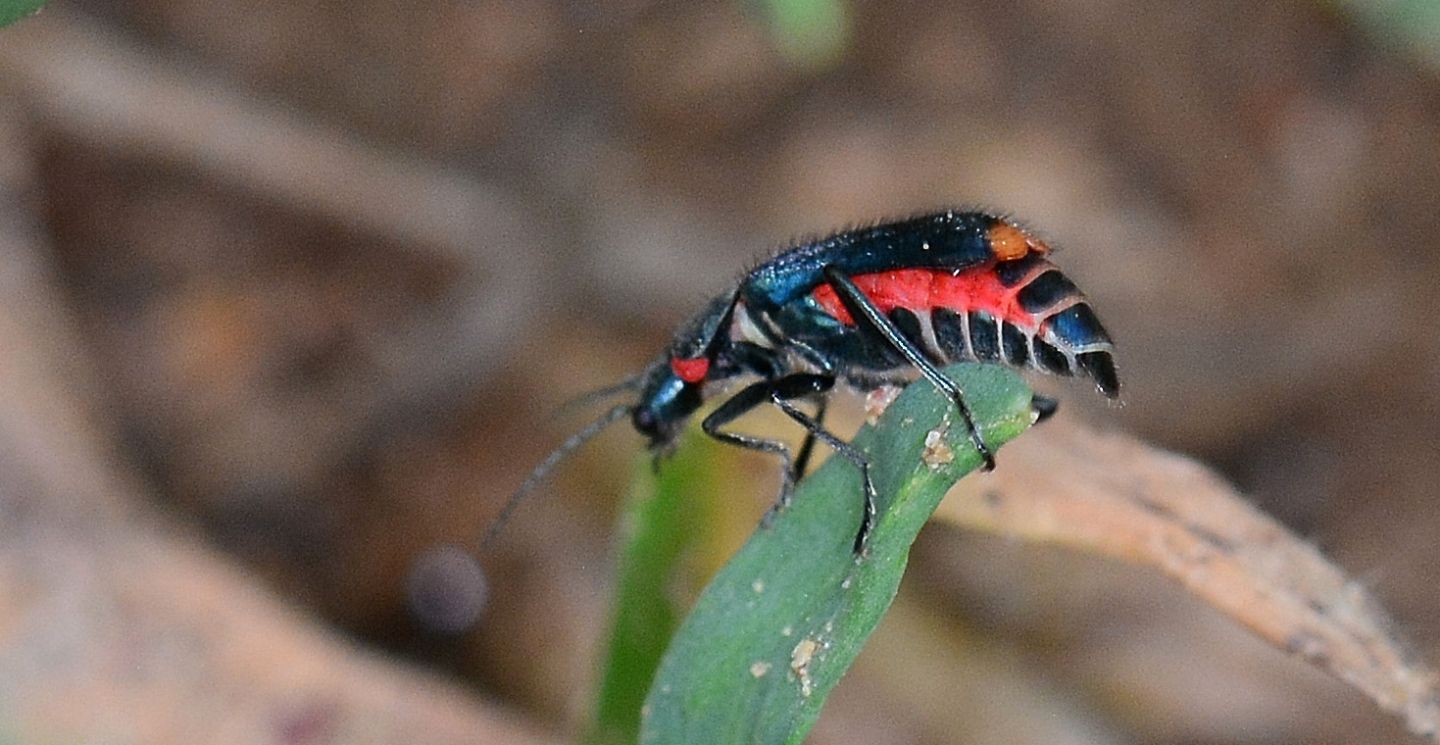 Malachiidae: Axinotarsus sp. e Clanoptilus spinipennis, femmine