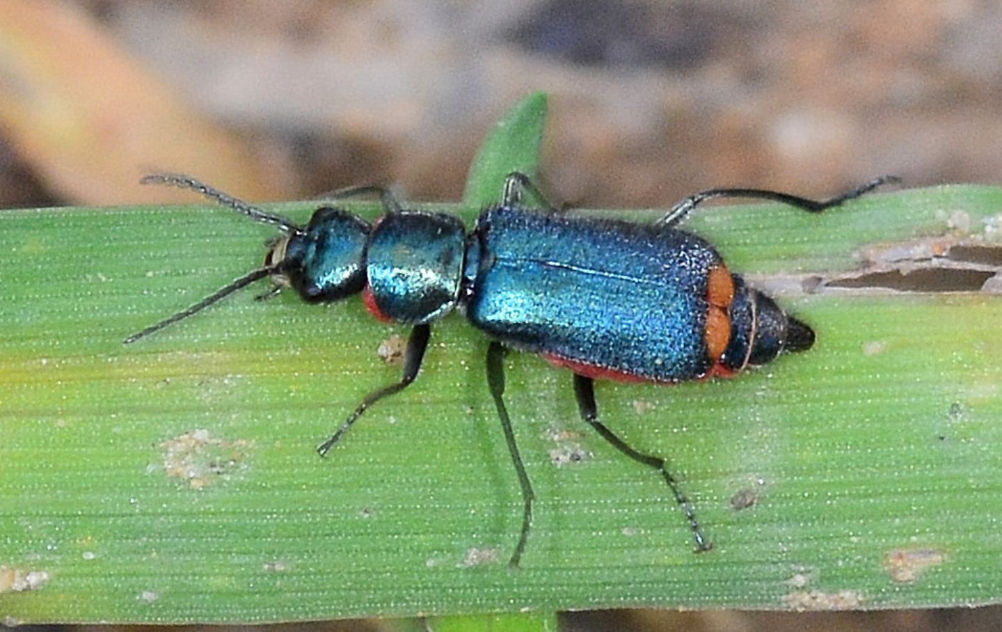 Malachiidae: Axinotarsus sp. e Clanoptilus spinipennis, femmine