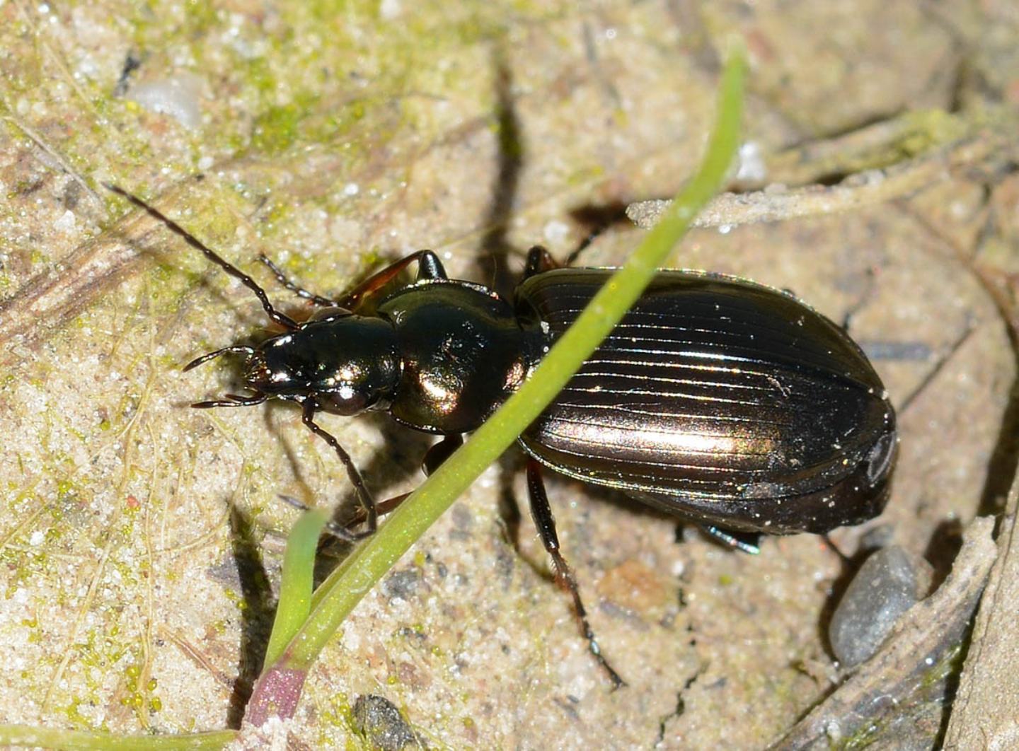 Carabidae da id: Agonum muelleri