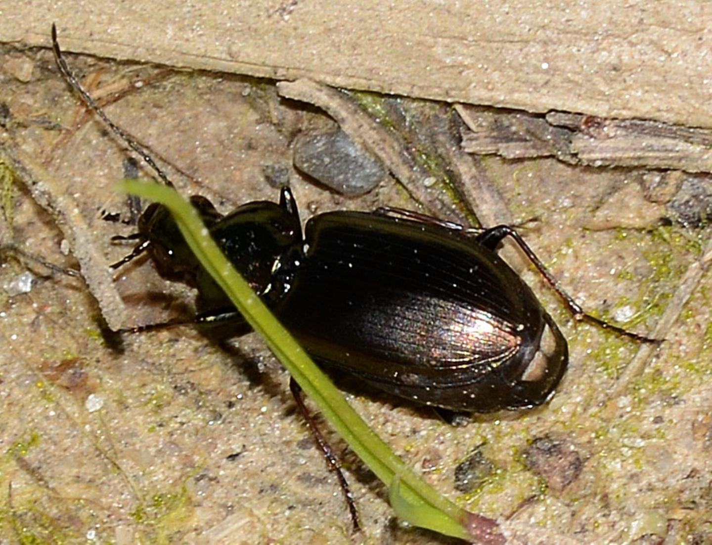 Carabidae da id: Agonum muelleri