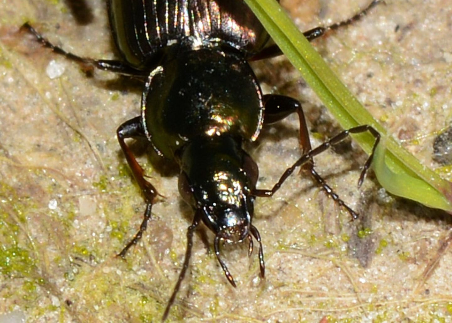 Carabidae da id: Agonum muelleri