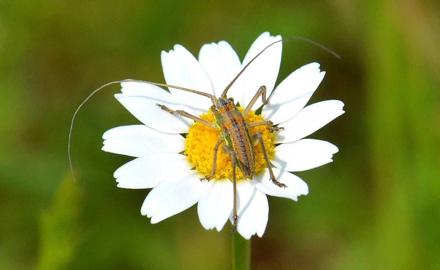 Bradiporidae: cfr. Uromenus sp. (neanide)