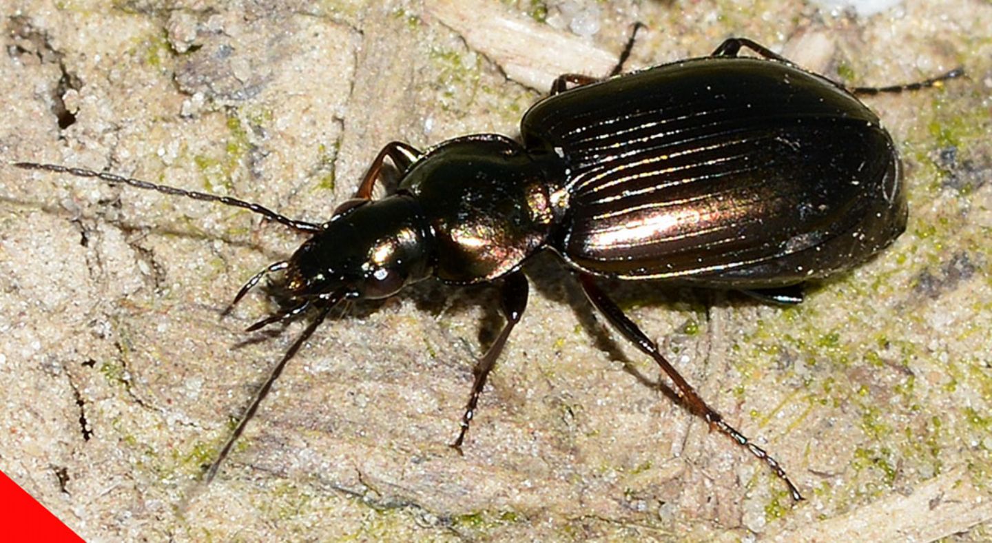 Carabidae da id: Agonum muelleri