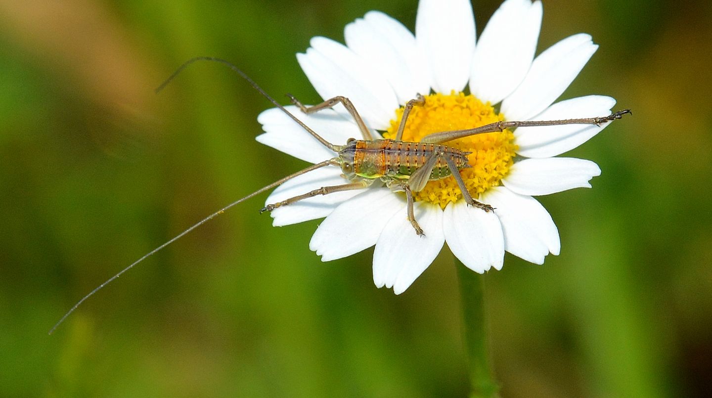 Bradiporidae: cfr. Uromenus sp. (neanide)