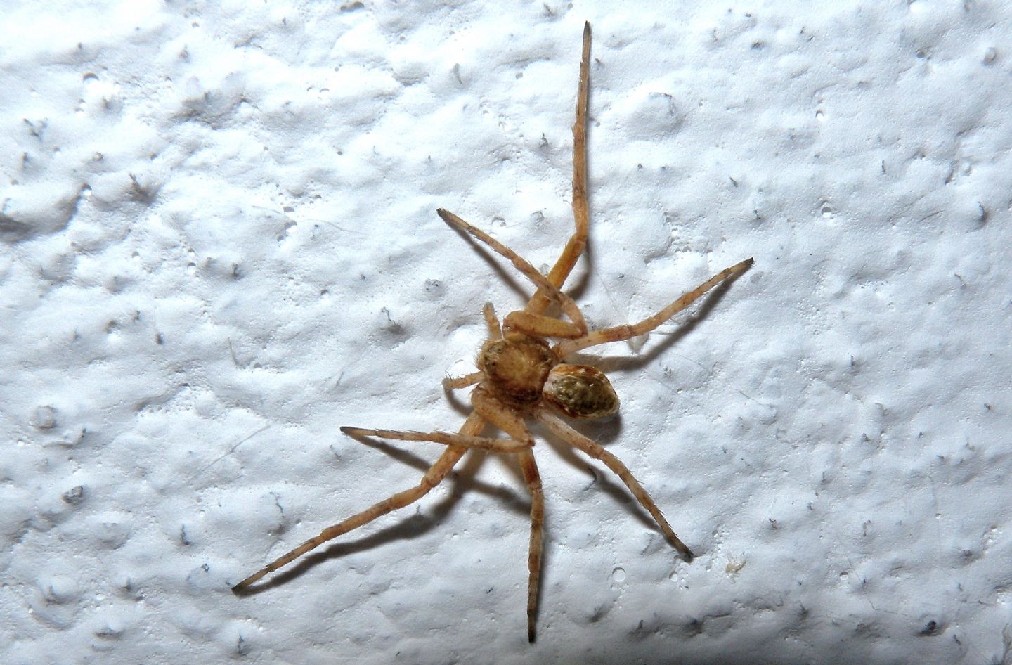 Philodromus sp. - Bannio Anzino (VCO)