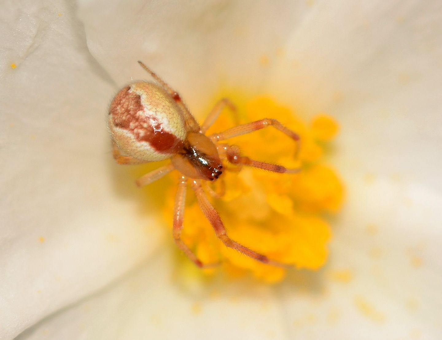 Theridiidae (cfr. Kochiura / Anelosimus sp.)   Capraia (LI)