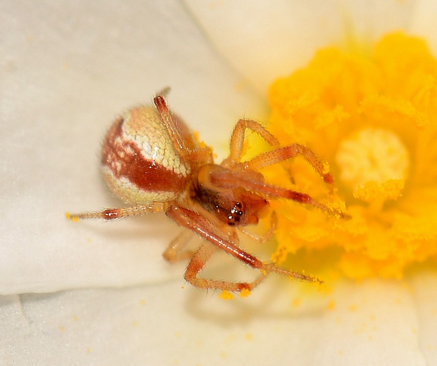 Theridiidae (cfr. Kochiura / Anelosimus sp.)   Capraia (LI)