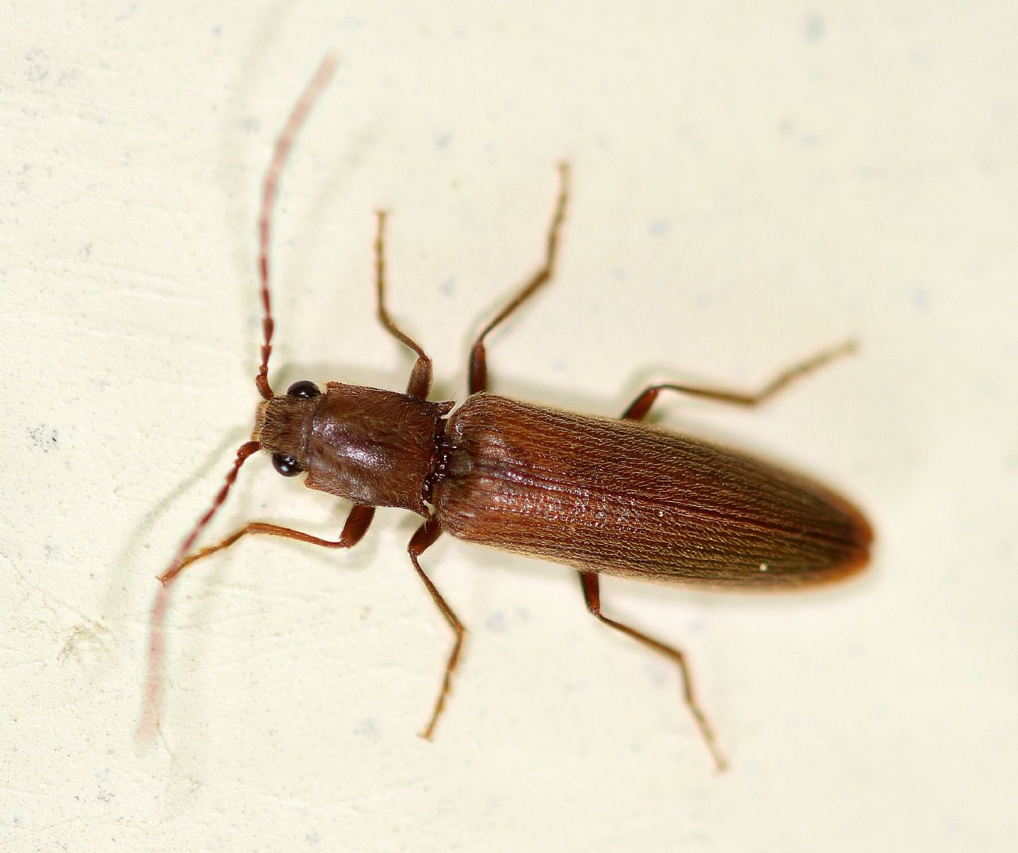 Elateridae: Athous lepontinus