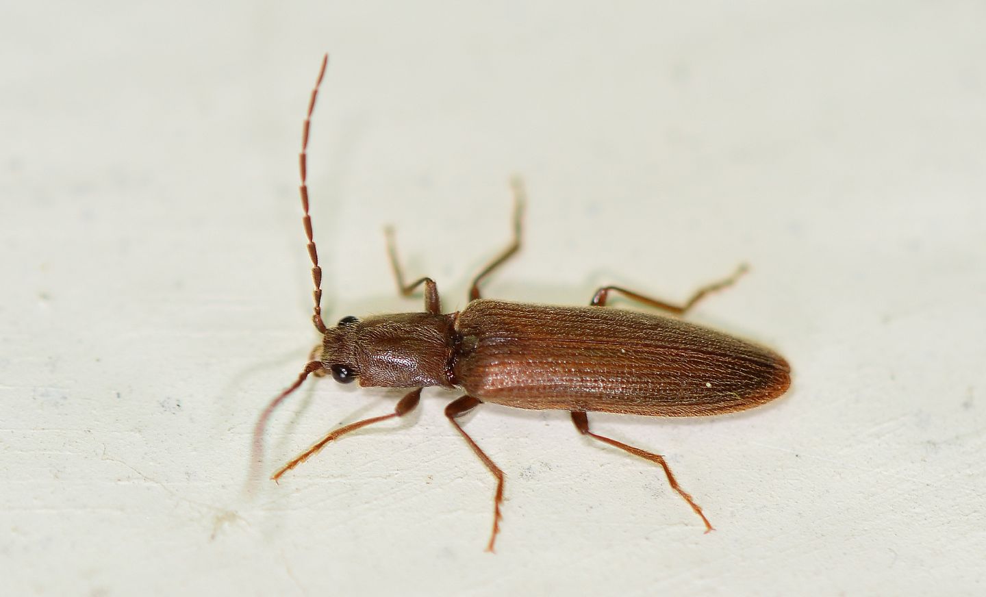 Elateridae: Athous lepontinus