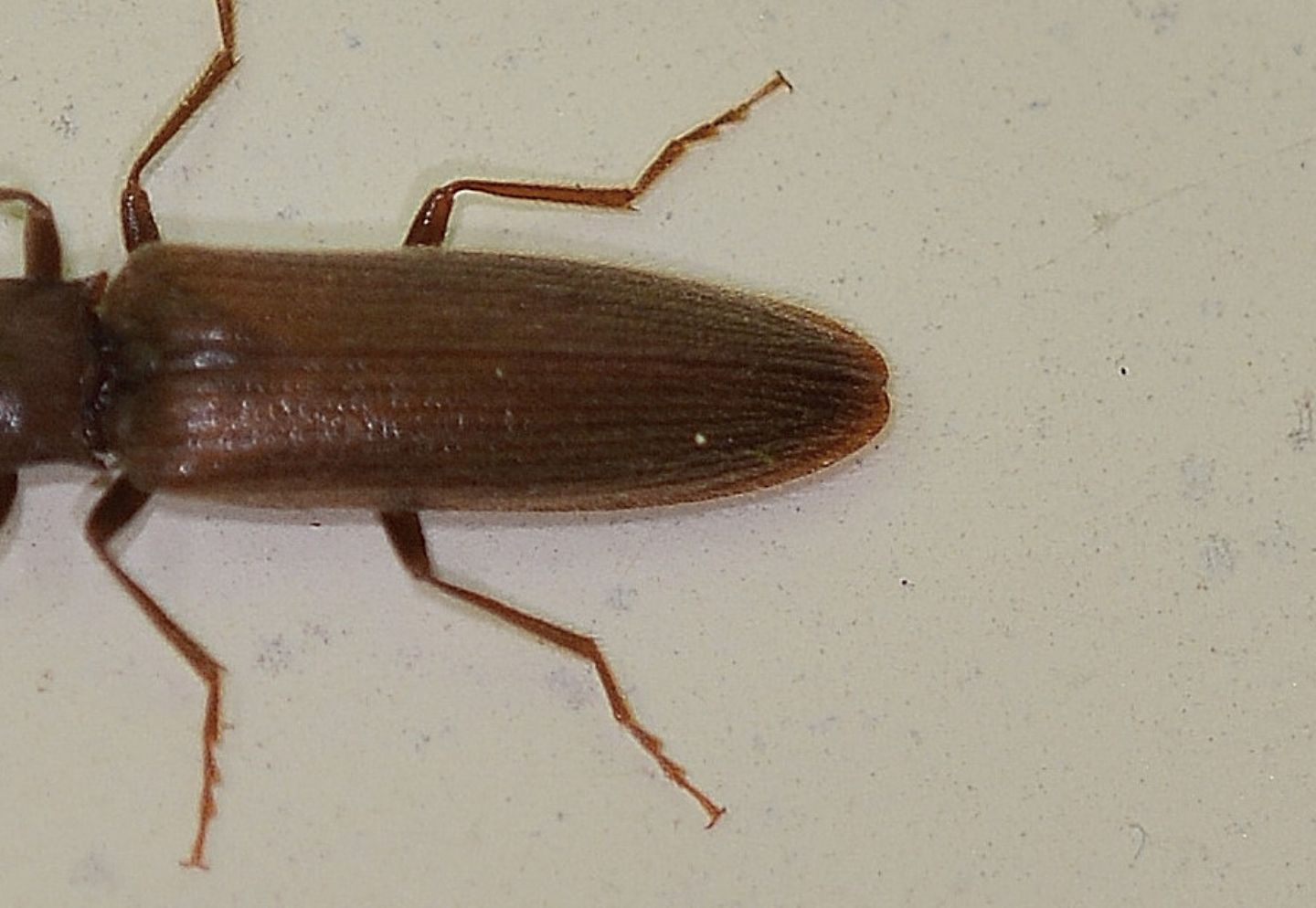 Elateridae: Athous lepontinus