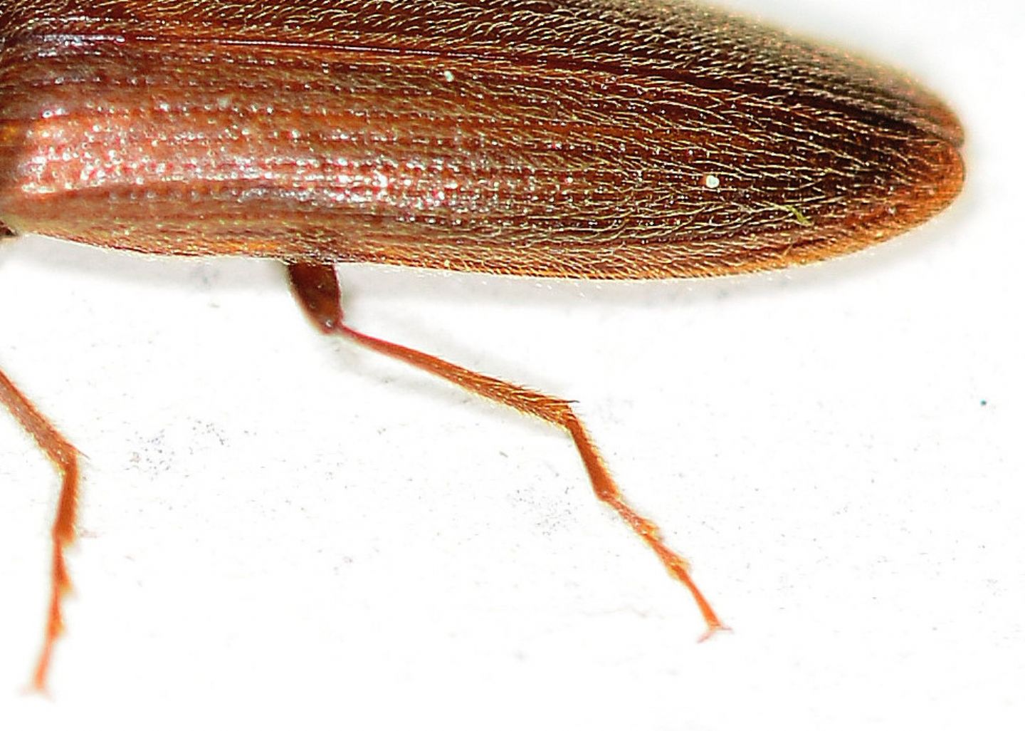 Elateridae: Athous lepontinus