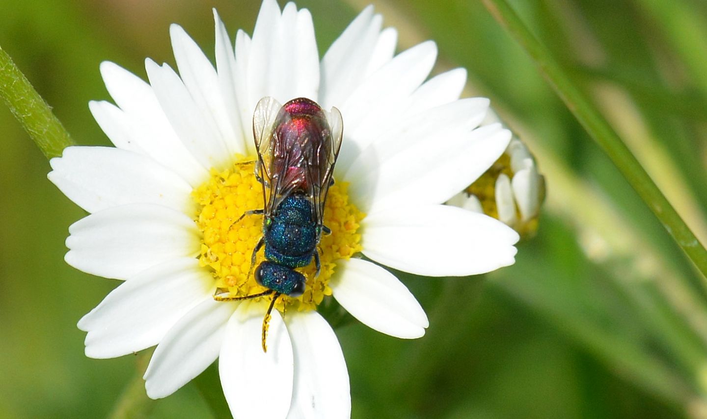 Chrysididae da id: Chrysura refulgens