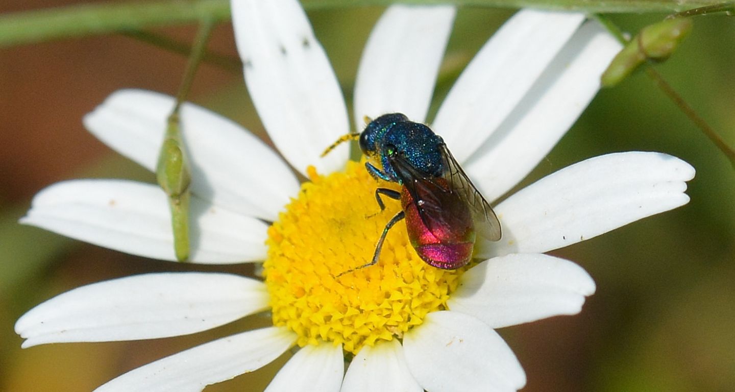 Chrysididae da id: Chrysura refulgens