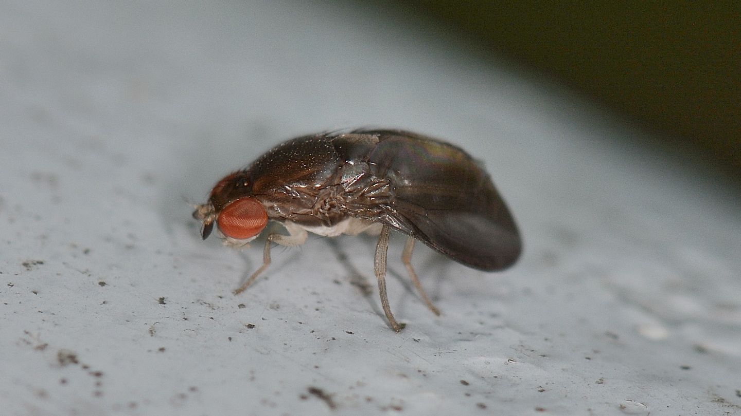 Celyphidae ?  No, Drosophilidae:   Stegana sp.