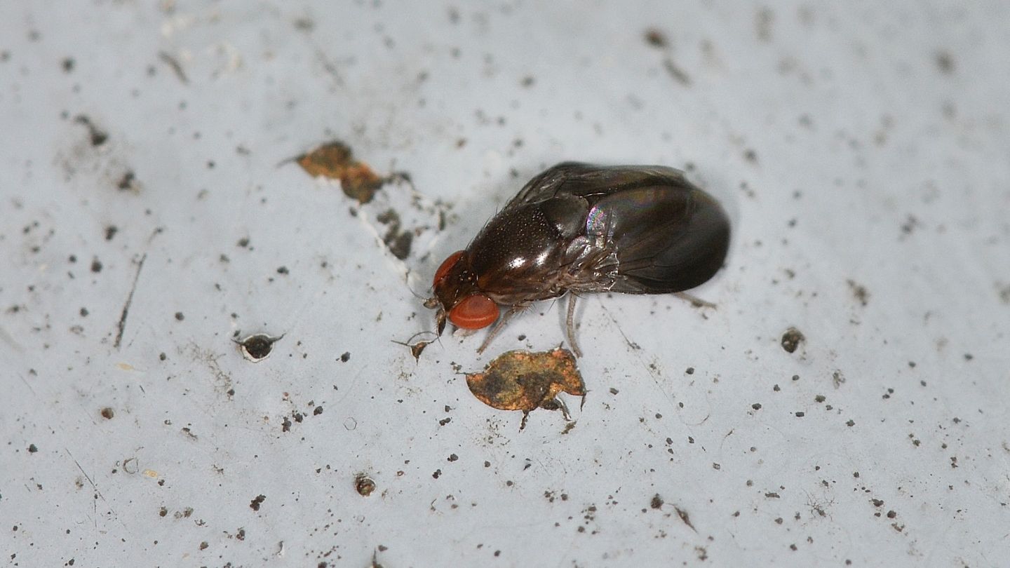 Celyphidae ?  No, Drosophilidae:   Stegana sp.