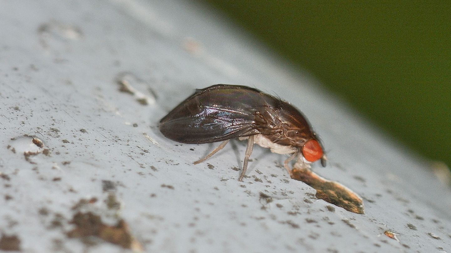 Celyphidae ?  No, Drosophilidae:   Stegana sp.