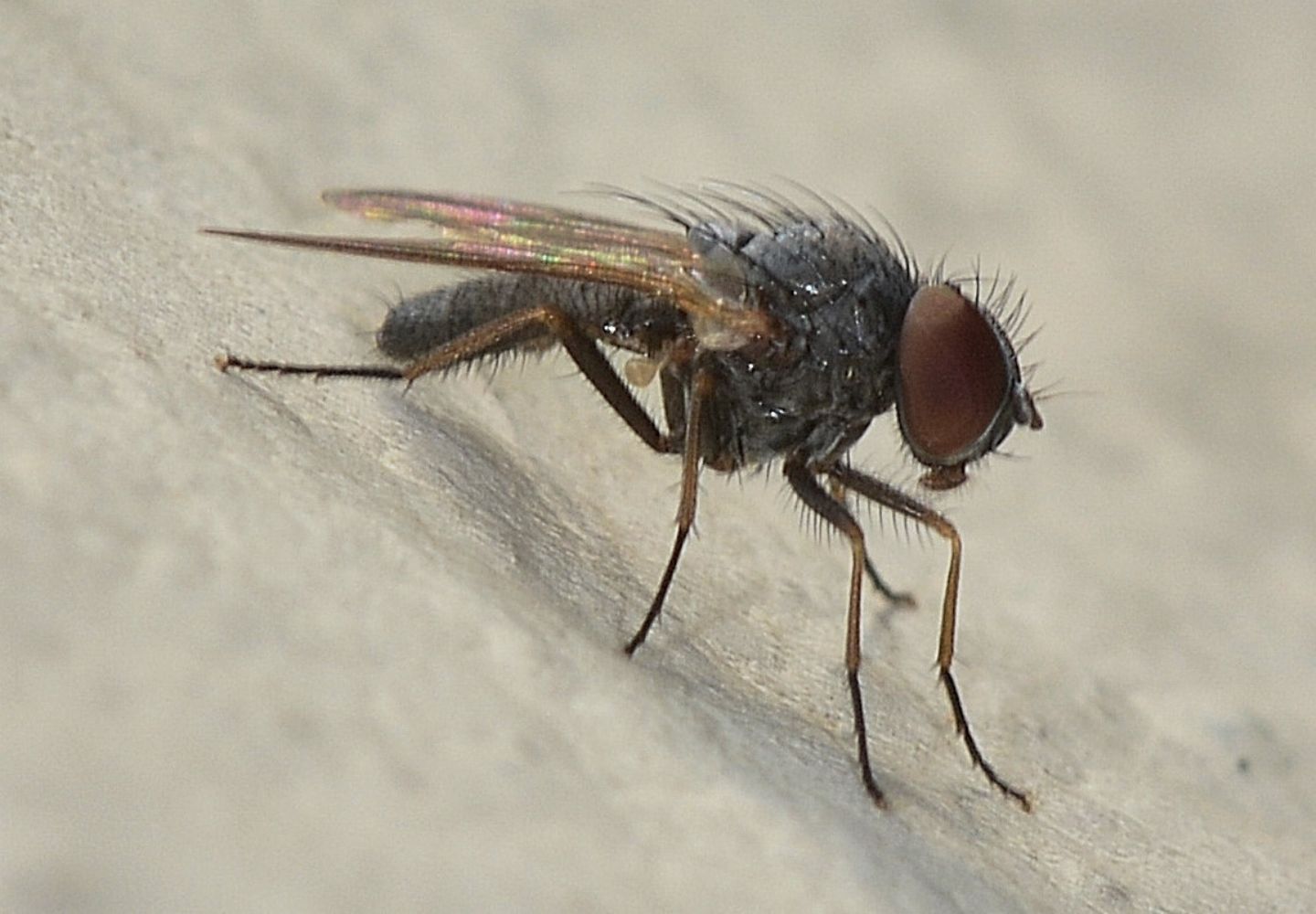 Fannia sp. (Fanniidae)