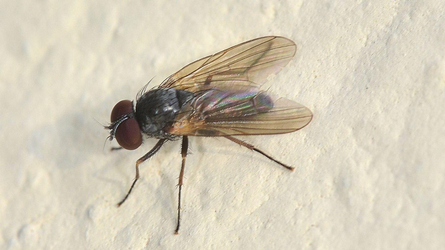 Fannia sp. (Fanniidae)