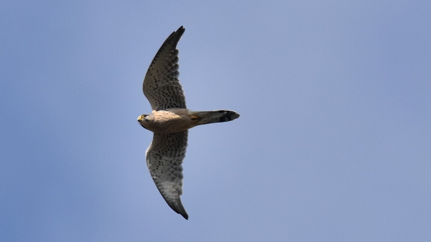 Che falco?  Gheppio (Falco tinnunculus)