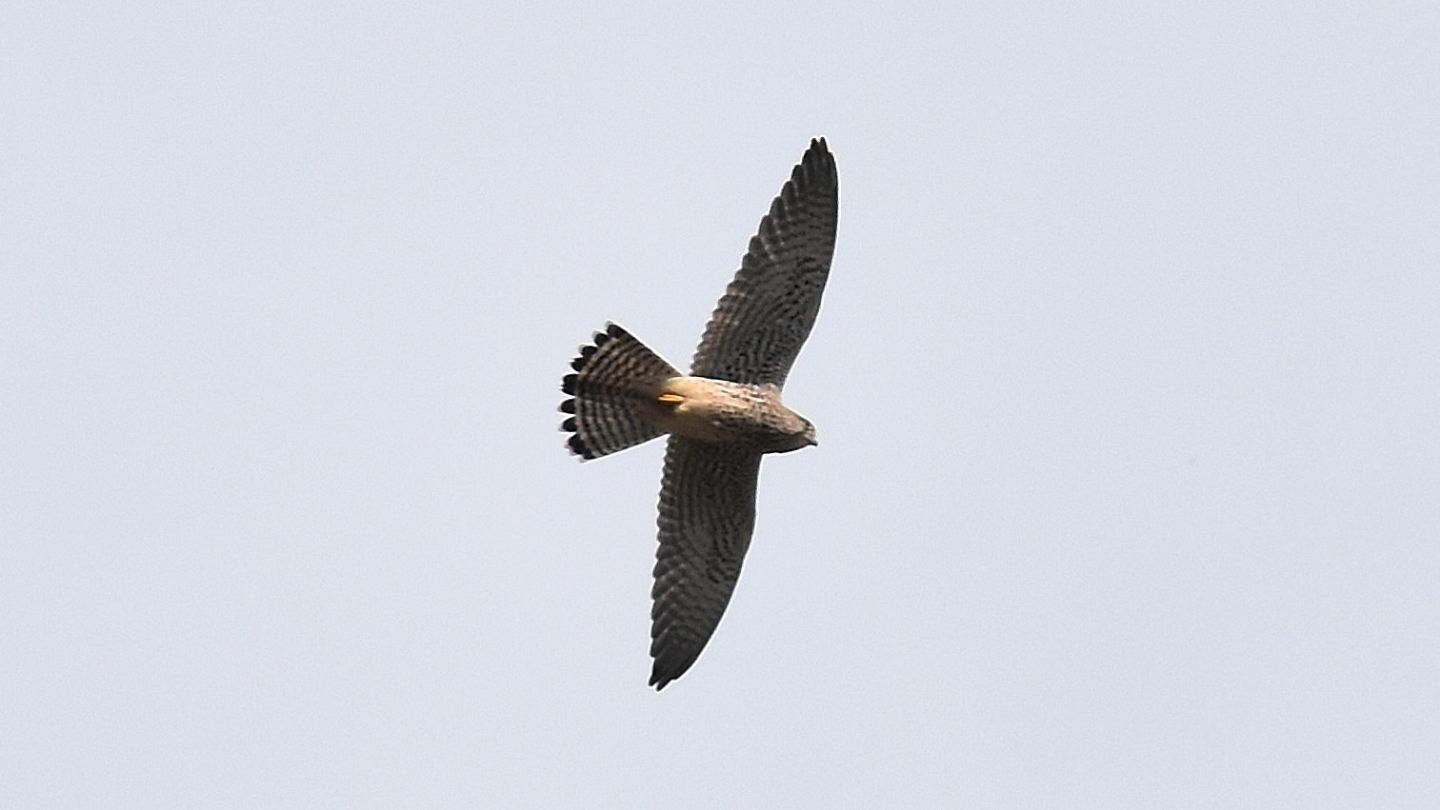 Che falco?  Gheppio (Falco tinnunculus)