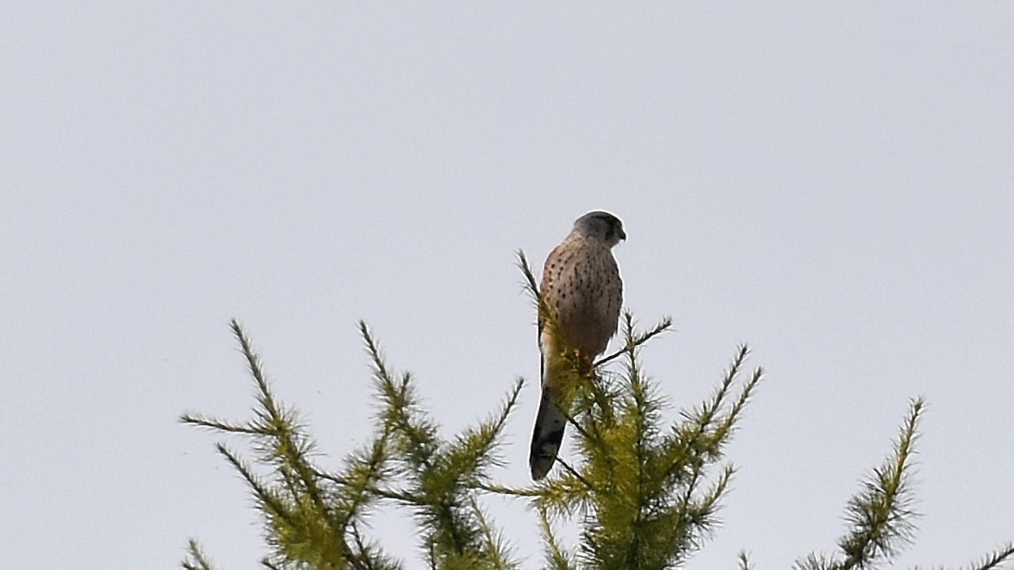 Che falco?  Gheppio (Falco tinnunculus)