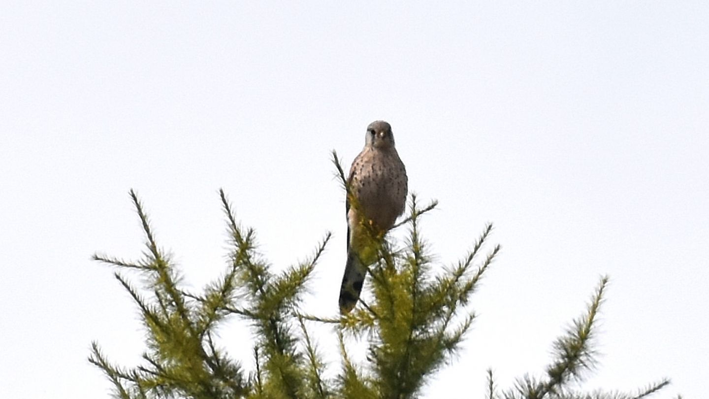 Che falco?  Gheppio (Falco tinnunculus)