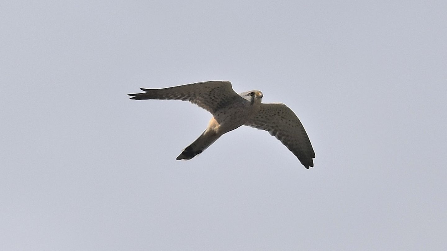 Che falco?  Gheppio (Falco tinnunculus)