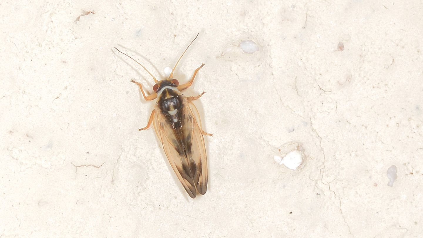 Forse Psocoptera ?    No, Psyllidae:  Psyllopsis cfr. fraxini