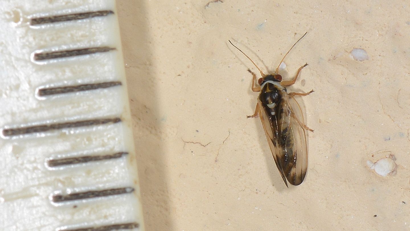 Forse Psocoptera ?    No, Psyllidae:  Psyllopsis cfr. fraxini