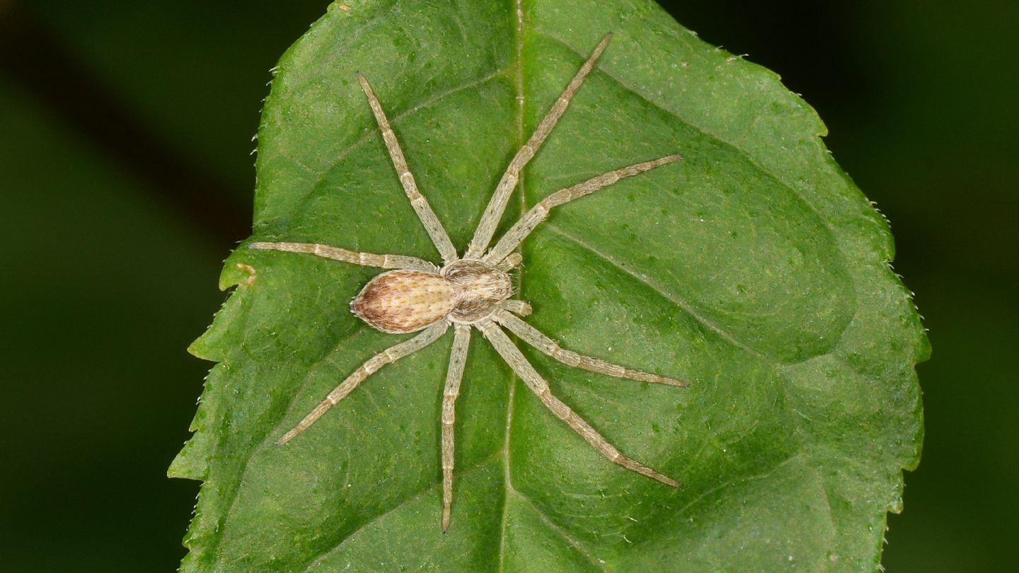 Philodromus cfr. dispar -  Bannio Anzino (VCO)