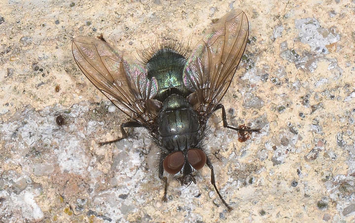 mosca verdina: Bellardia sp. (Calliphoridae)