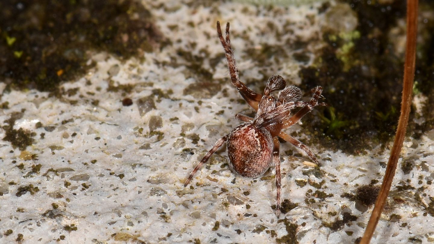 E'' Araneus sturmi ?... Araneus sp. - Bannio Anzino (VCO)