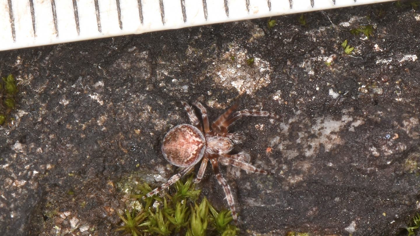 E'' Araneus sturmi ?... Araneus sp. - Bannio Anzino (VCO)