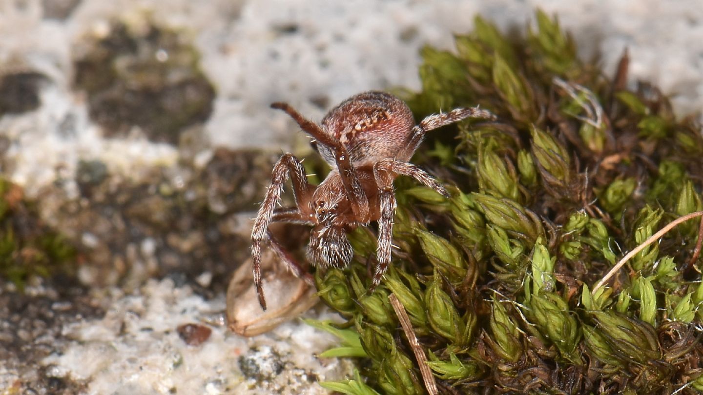 E'' Araneus sturmi ?... Araneus sp. - Bannio Anzino (VCO)