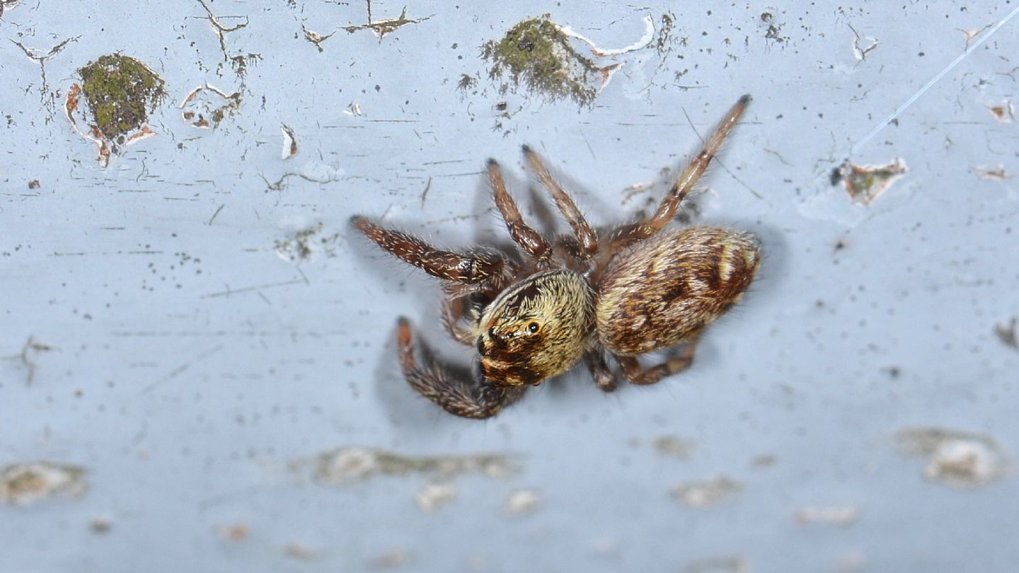 Salticidae: Macaroeris nidicolens - Bannio Anzino (VCO)