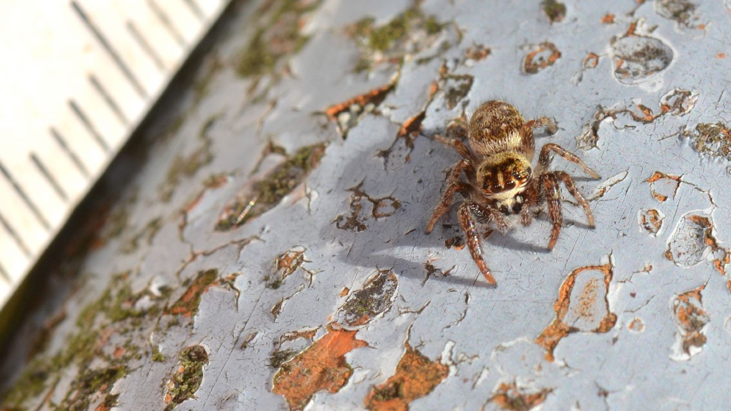 Salticidae: Macaroeris nidicolens - Bannio Anzino (VCO)