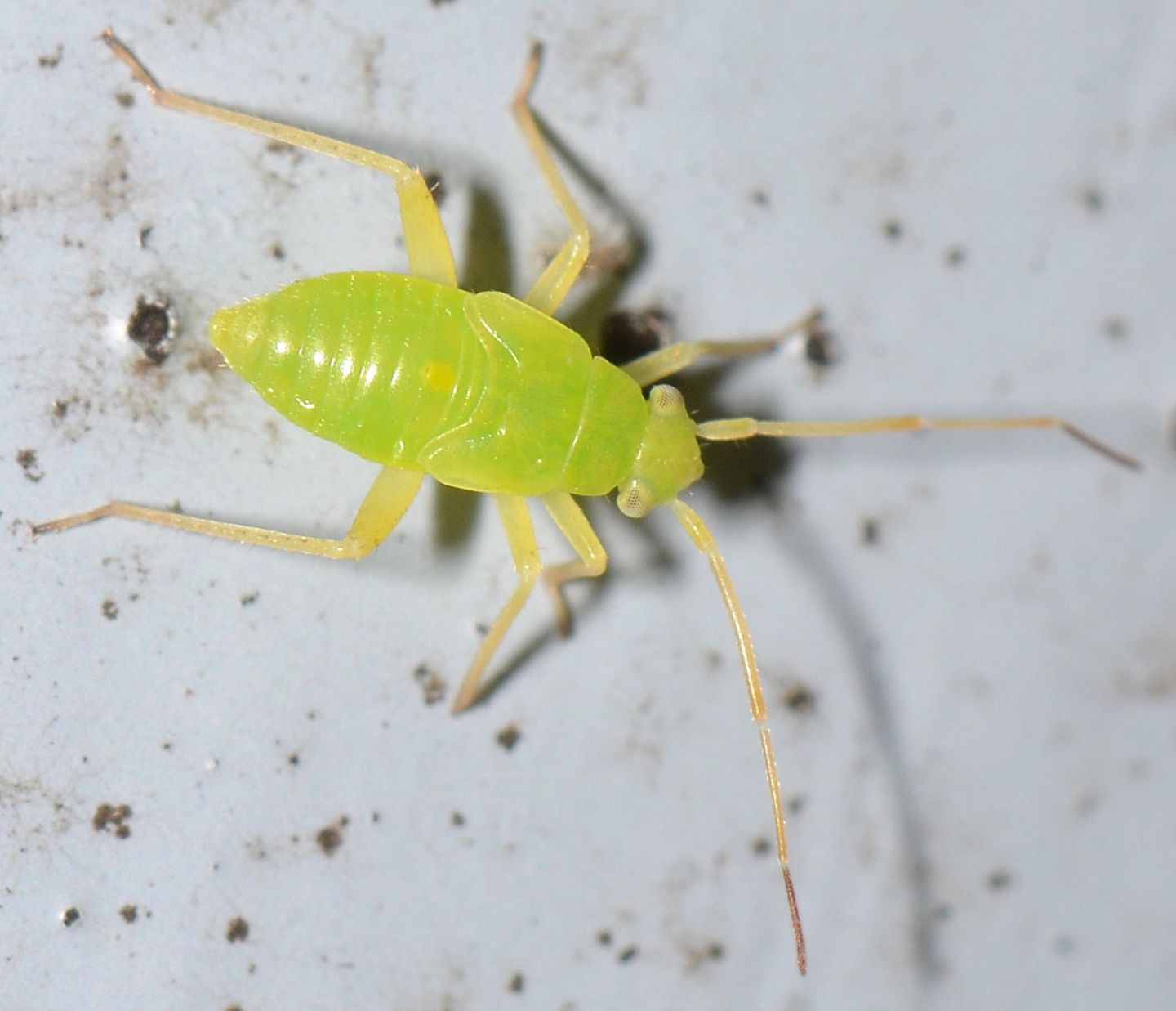 ninfa di ... Miridae