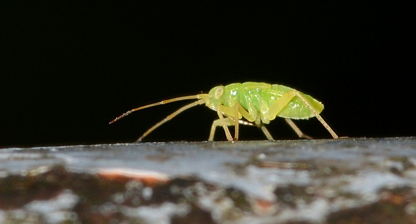 ninfa di ... Miridae