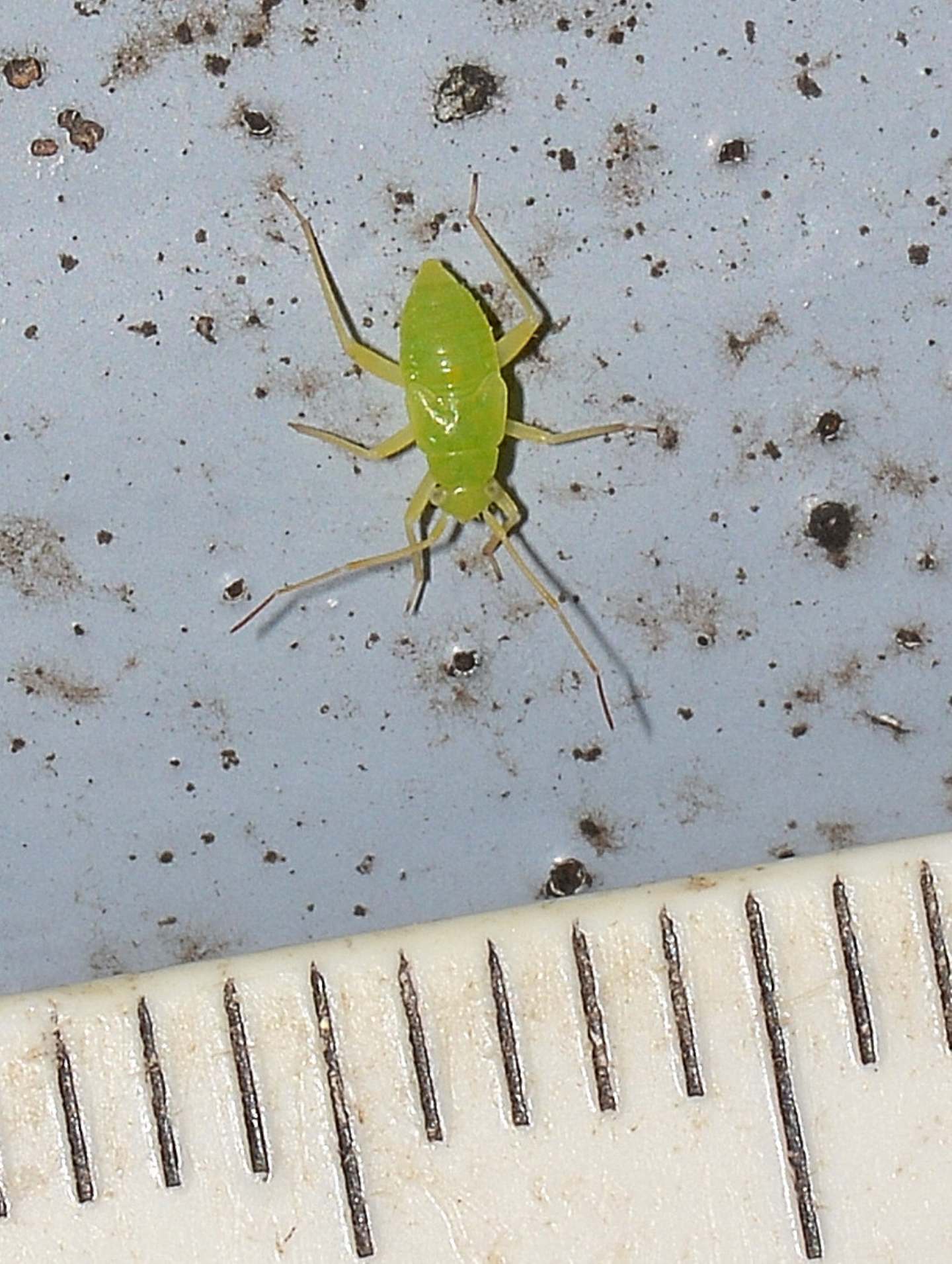 ninfa di ... Miridae