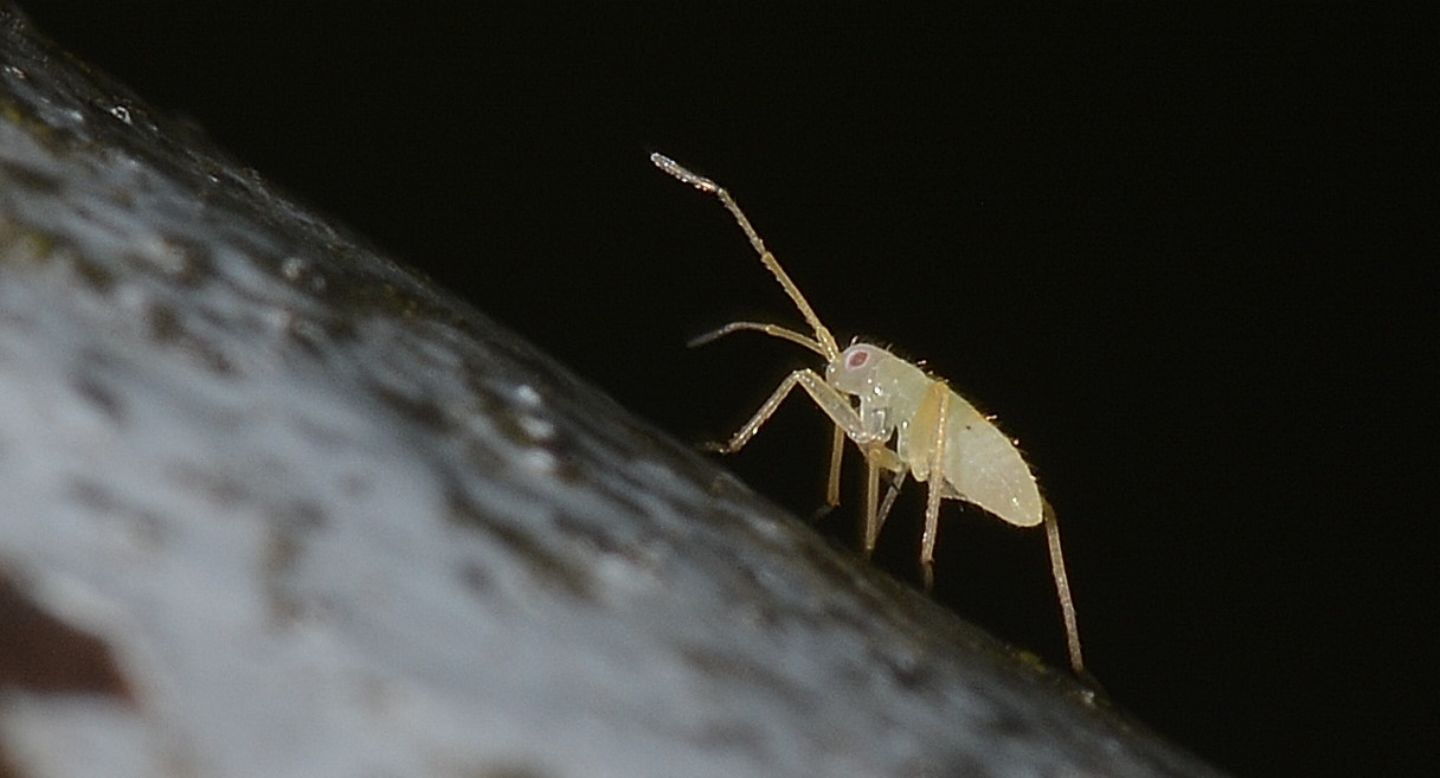 ninfa di ... Miridae