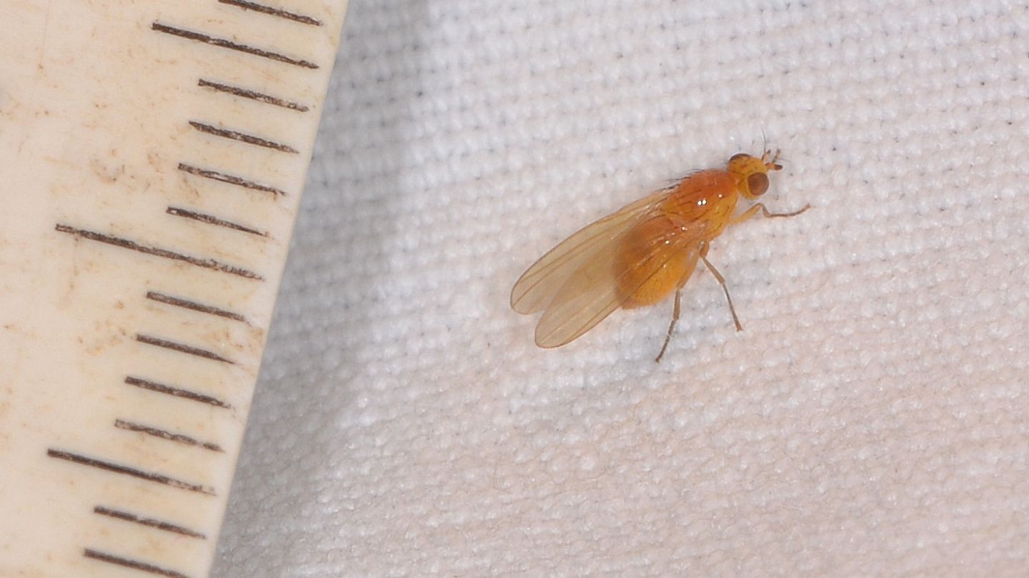 moschino arancione: Lauxaniidae...