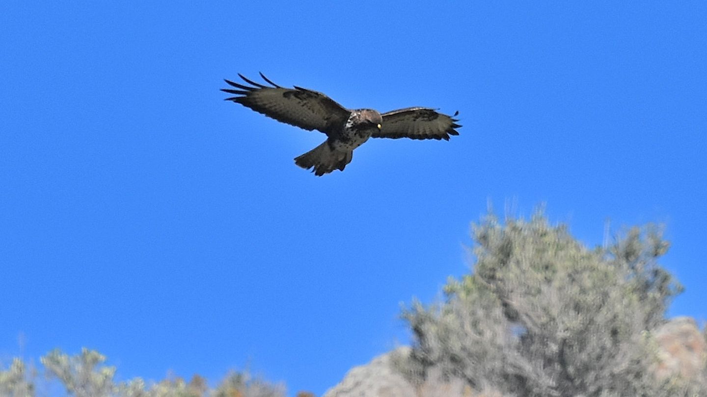 rapace a Capraia: Poiana comune (Buteo buteo)