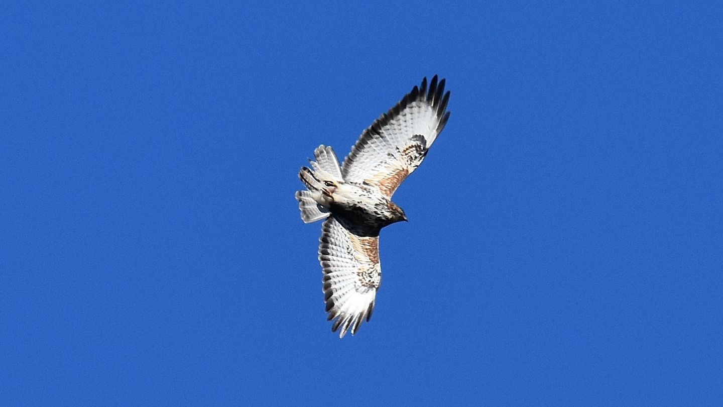 rapace a Capraia: Poiana comune (Buteo buteo)