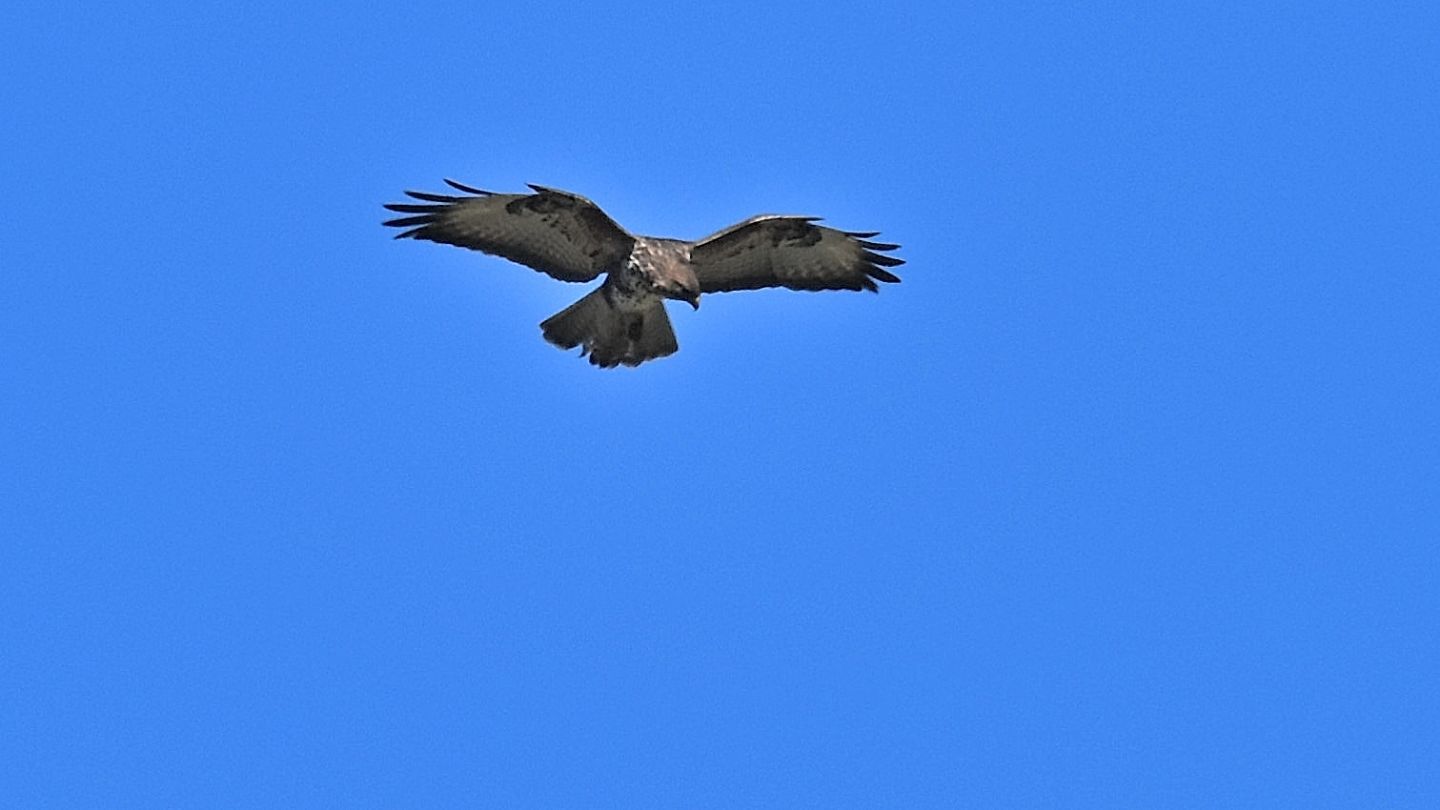 rapace a Capraia: Poiana comune (Buteo buteo)