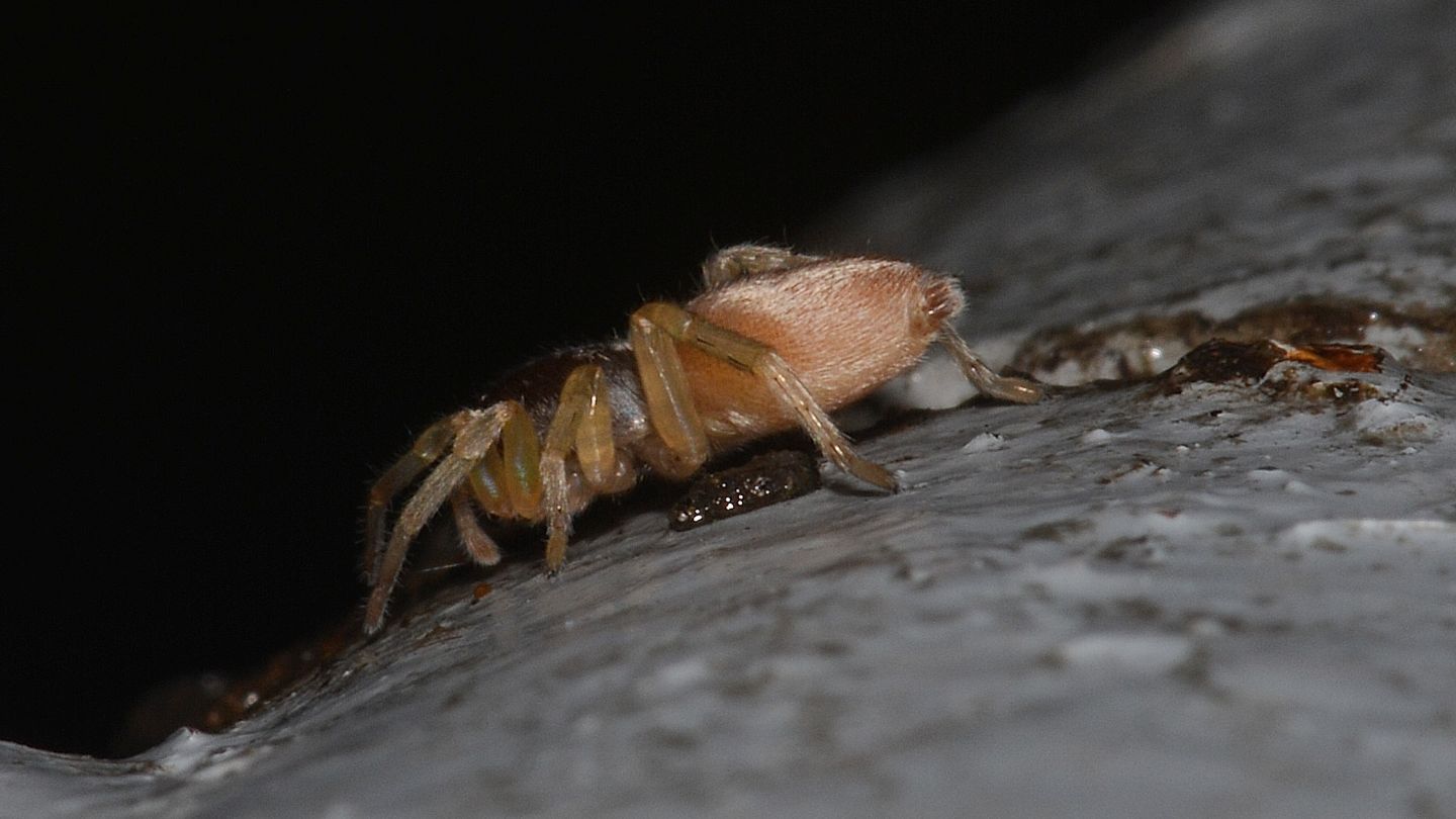 Cubiona sp. - Bannio Anzino (VCO)