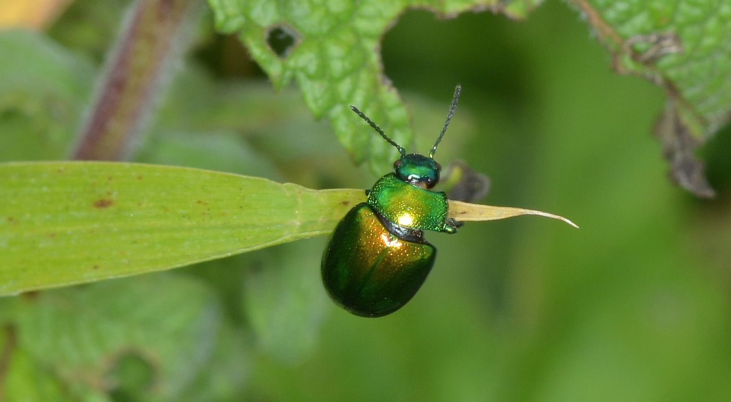 Chrysomelidae: Chrysolina herbacea sulla menta.