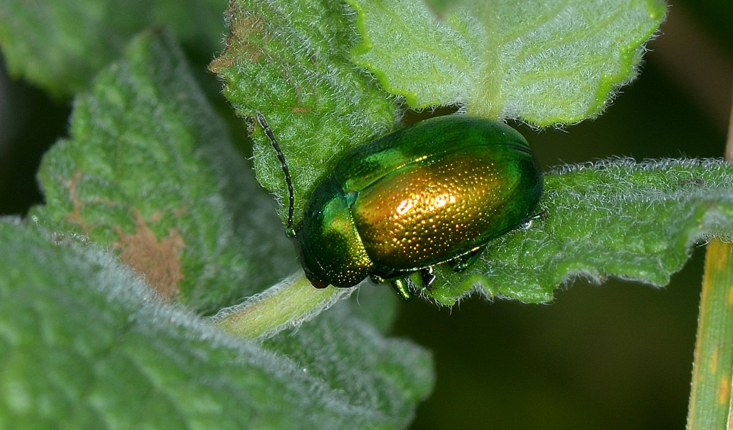 Chrysomelidae: Chrysolina herbacea sulla menta.