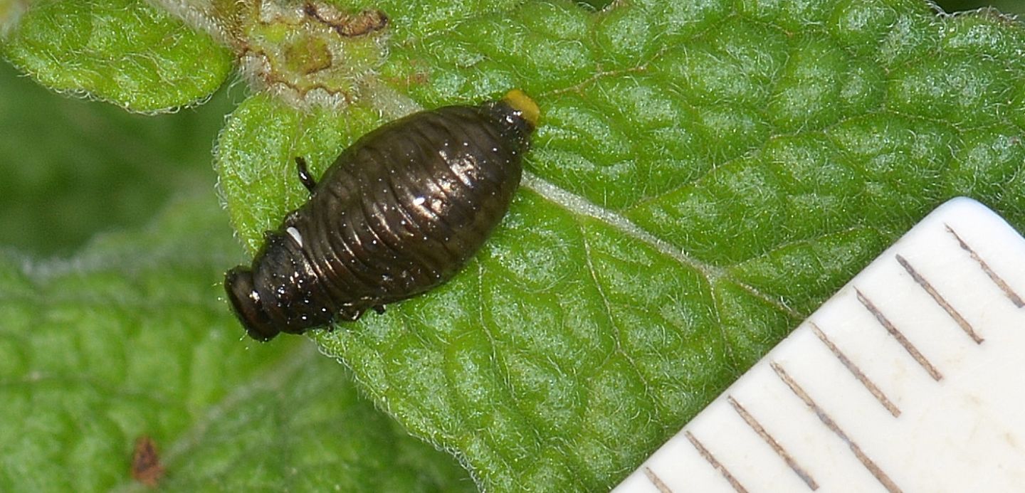 Chrysomelidae: Chrysolina herbacea sulla menta.