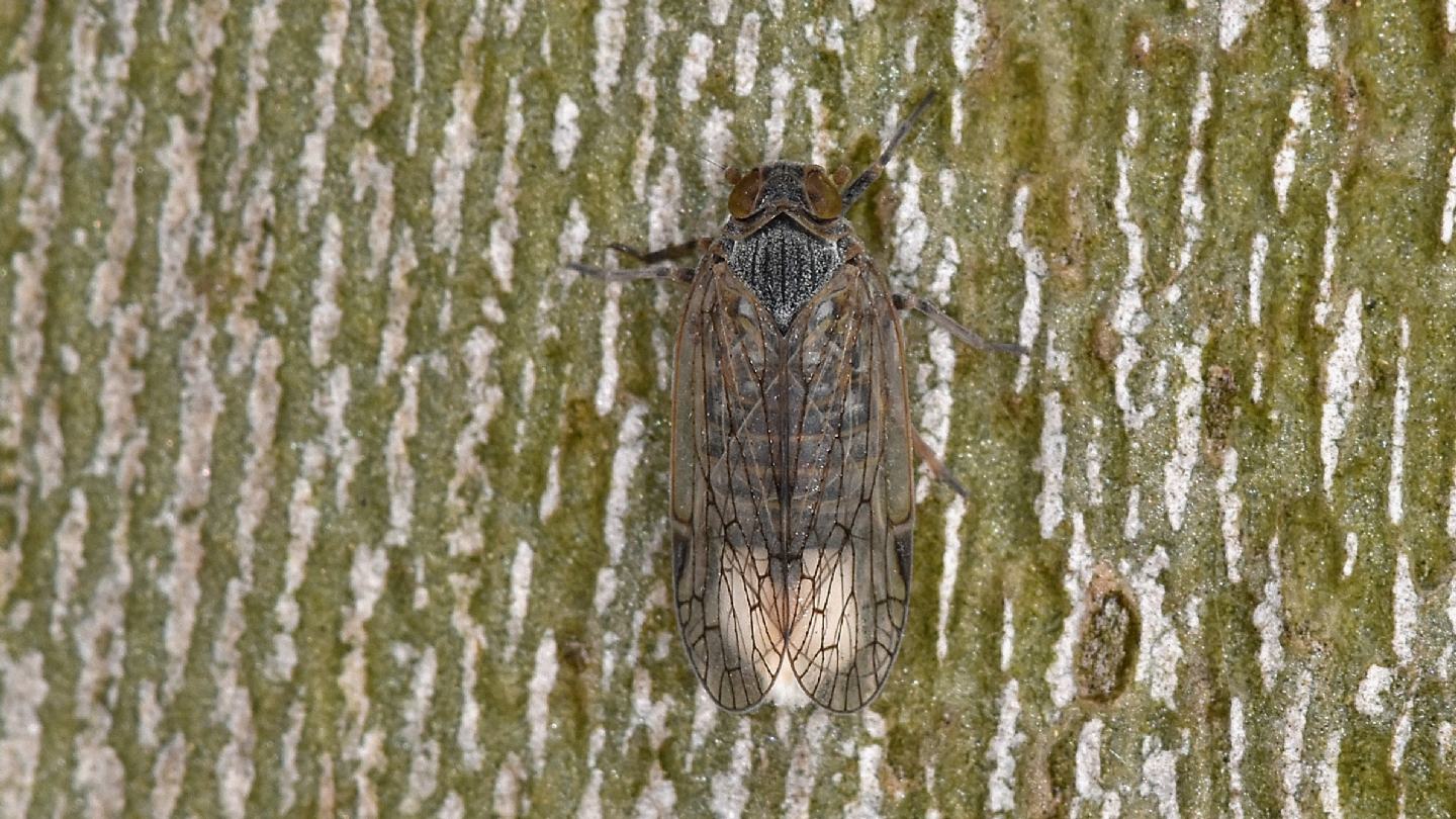 Cixiidae dalla Corsica